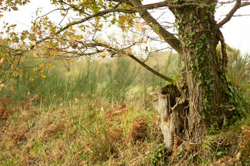 Tree old oak in automn