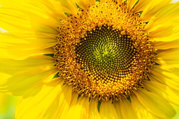 close up sun flower  in the field for background