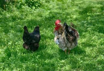 Rooster of light breed is standing near black hen.
