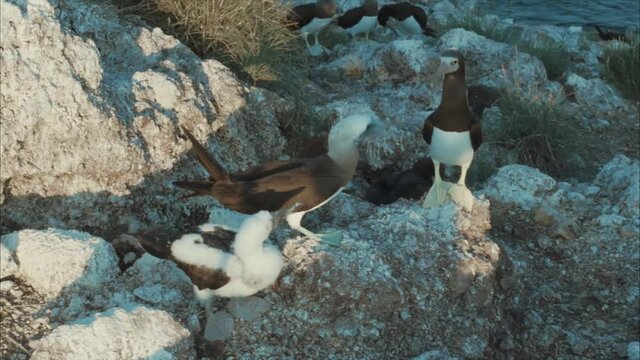 Bobo bird & chick 3