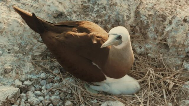 Bobo bird & chick 2
