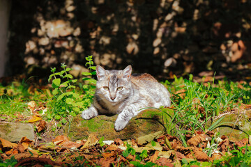 Naklejka na ściany i meble Front view of grey cat lying outdoors in the garden on a sunny autumn day