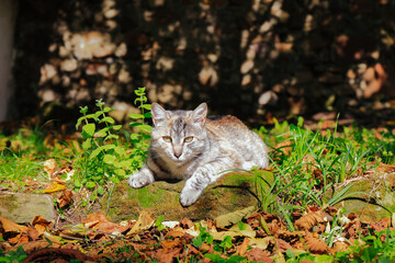 Obraz premium Front view of grey cat lying outdoors in the garden on a sunny autumn day