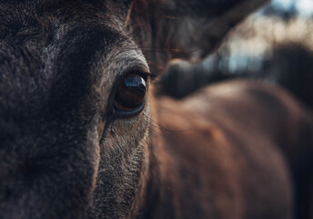 eye of a deer