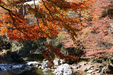 清滝川の紅葉