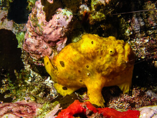 Longlure Frogfish (Antennanius multiocellatus) - Grenada