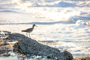 California Beach Bird Willet