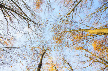 葉か落ちたケヤキの木