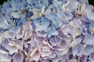 Closeup of purple and blue hydrangea