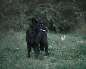 black shiny dog walks in nature