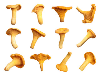 Set of fresh chanterelle mushrooms on white background