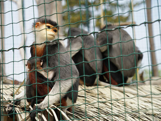 Red-shanked douc ape (Langur duk) rare colourful monkey in cage in zoo