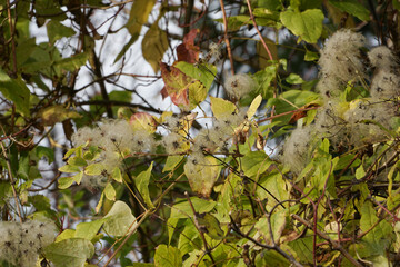 Gewöhnliche Waldrebe im Herbst
