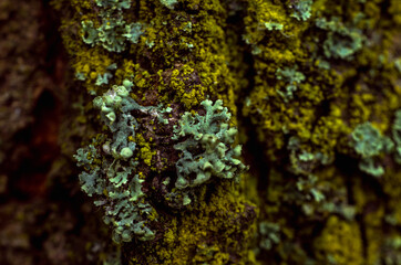 Lichen and moss on tree bark