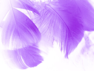 Fototapeta na wymiar Beautiful abstract purple feathers on white background and soft white feather texture on dark pattern and purple background, colorful feather wallpaper, love valentines day