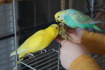 wellensittiche auf Kinderhand