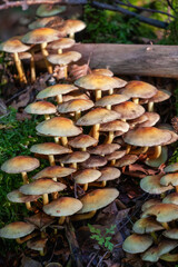Pilzkolonie auf Waldboden