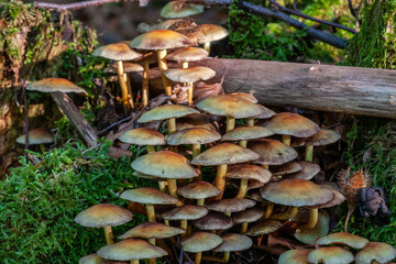 Pilzkolonie auf Waldboden