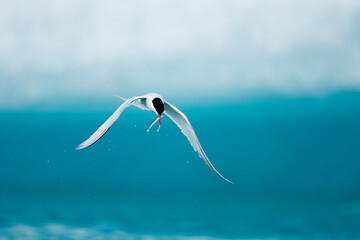 Arctic Terns, Skaftafell National Park, Iceland