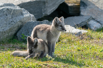 Arctic fox