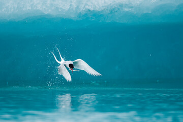 Arctic Terns, Skaftafell National Park, Iceland