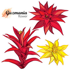 Set of outline tropical Guzmania or tufted airplant flowers in red and yellow isolated on white background. 