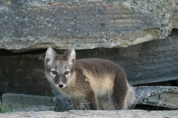 Arctic fox