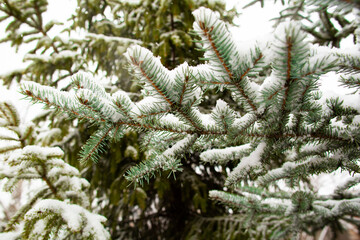On a white background of the sky on the fir branches there is snow for the new year.