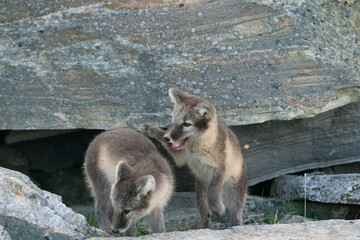 Naklejka premium Arctic fox