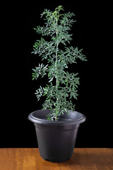 Common Rue (ruta graveolens), Ruda Plant or Herb of Grace in a Pot