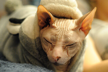 sphinx cat