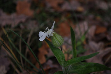 white flower