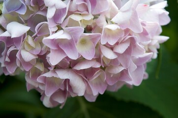 Closeup of pink hydrangea