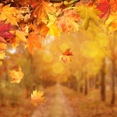 Naklejka na ściany i meble Beautiful colorful autumn leaves and blurred park on background