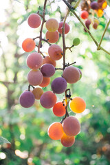 grapes on the sun