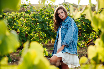 Beautiful woman collects grapes in a vineyard