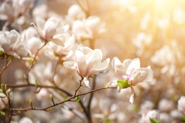 Magnolia spring flowers