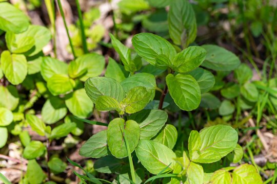 DIE 78 BESTEN BILDER, STOCKFOTOS UND ZU „Mentheae