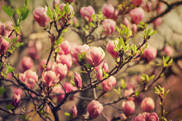 Magnolia spring flowers