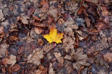 Autumn forest road leaves view. Autumn leaves ground. 