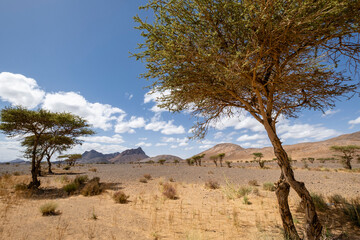 paisaje desertico, Taghrout, Marruecos, Africa