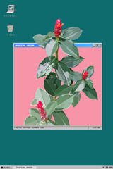 Indian Head Ginger flowers in vintage OS frame, tropical and retro computer desktop illustration