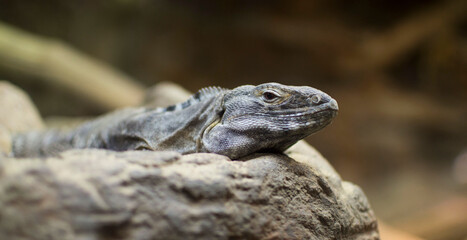 iguana on tree