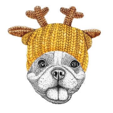 french bulldog with gold knitted hat and scarf. Hand drawn illustration of dressed dog.