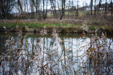 Autumn park background details