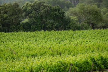 plantacion de viñedos bajo la lluvia, Algaida, Mallorca, Balearic Islands, Spain