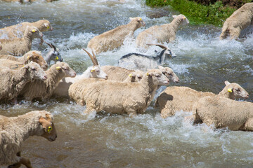 
sheep and goats swim across the river in the mountains