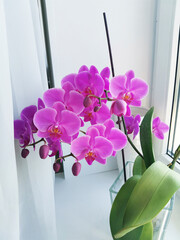 Pink orchid plant with flowers in pot on window still, front view. Houseplants decoration and home interior