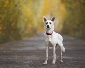 white dog for a walk