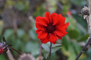 Rote Blume